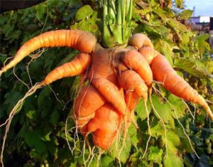 Horned carrot