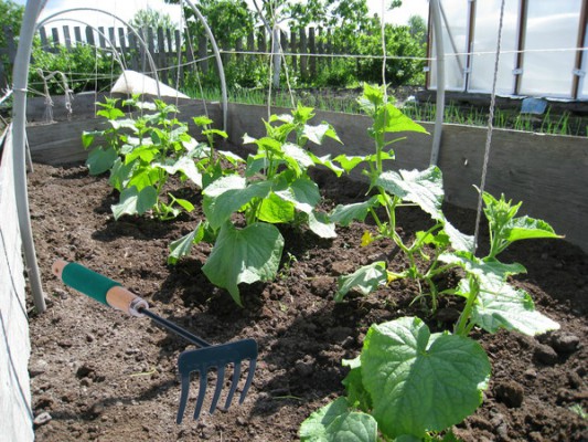 Loosening cucumber beds after watering