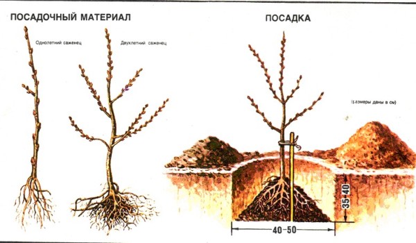 Homoktövis ültetési rendszer