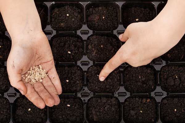 Scheme of planting tomato seeds for seedlings