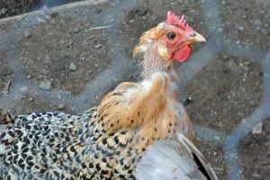 How long does it take and is it possible to speed up the molt of chickens