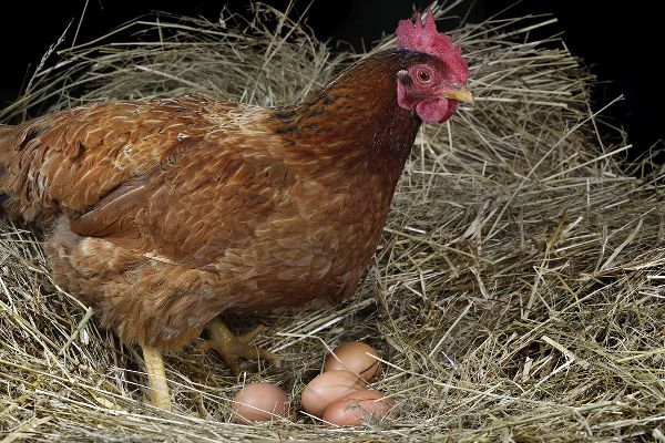 How many hen lays eggs per week