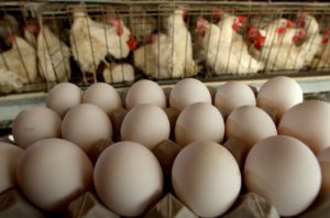 How many eggs does a chicken lay per month