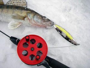 Tackle for tackling zander in winter