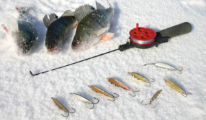 Tackle for fishing perch in winter with a spoon