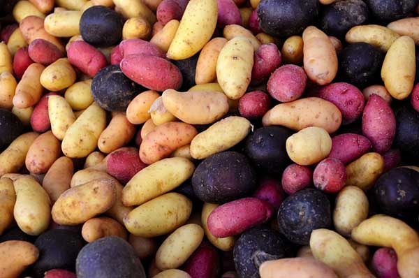Potato varieties for growing according to Dutch technology