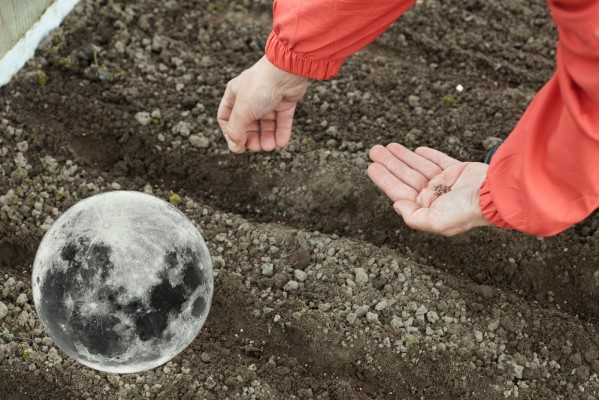 Dates of planting carrots in open ground according to the lunar calendar