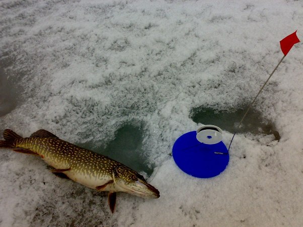 Technique and tactics of catching pike on girders in winter