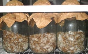Oyster mushroom mycelium production technology at home