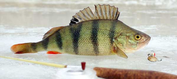 Trophy perch on a spoon in winter