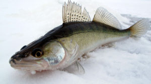 Trophy winter pike perch