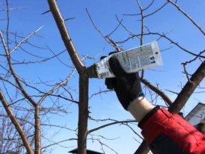 Caring for wounds after pruning