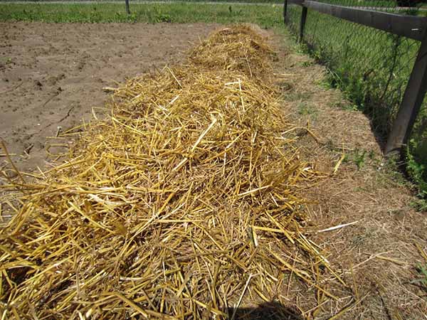 Covering potatoes with straw