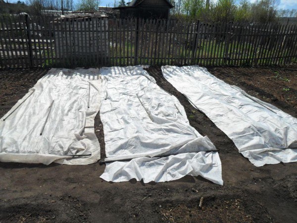 Shelter carrots after planting in spring