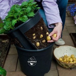 Récolte de pommes de terre en sacs