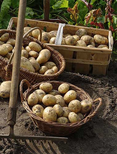 Potato crop grown under straw