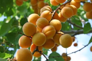Harvesting apricot