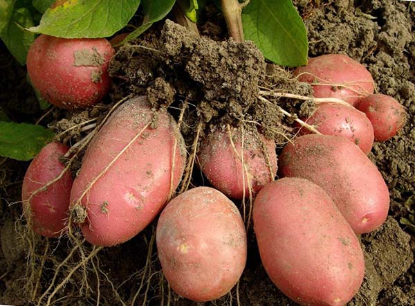 The harvest of Dutch potatoes