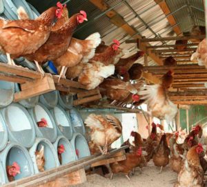Conditions for keeping chickens and the beginning of their egg production