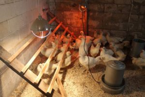 شروط حفظ الدجاج في بيت الدجاج
