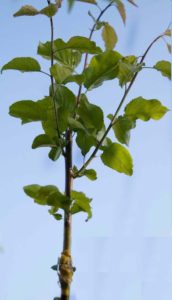Successful grafting of apricot