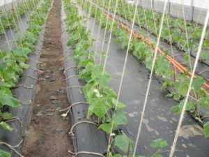 V-shaped garter of cucumbers in the greenhouse