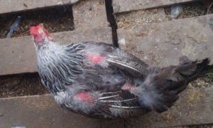 Types of molting in chickens