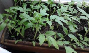 The second pick of tomato seedlings