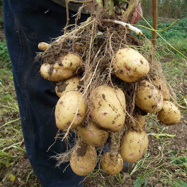 زراعة البطاطس بالطريقة الهولندية في كوخهم الصيفي