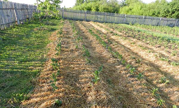 زراعة البطاطس تحت القش