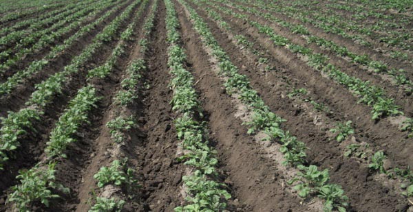 Growing potatoes in ridges in the Dutch way