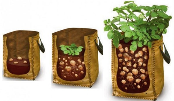 Growing potatoes in bags