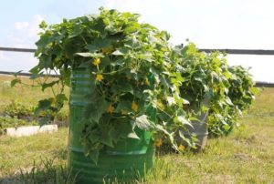 Growing cucumbers in a barrel without a garter