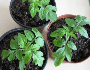 Growing tomato seedlings without picking