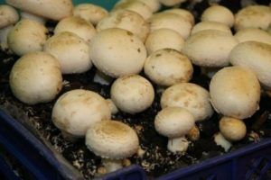 Growing champignons at home