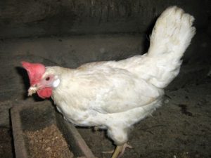 Egg production of the White Hisex chicken breed