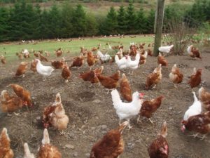 Egg production of the High Line chicken breed