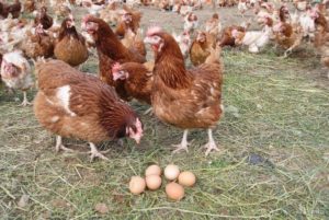 Egg production of the Hisex Brown chicken breed