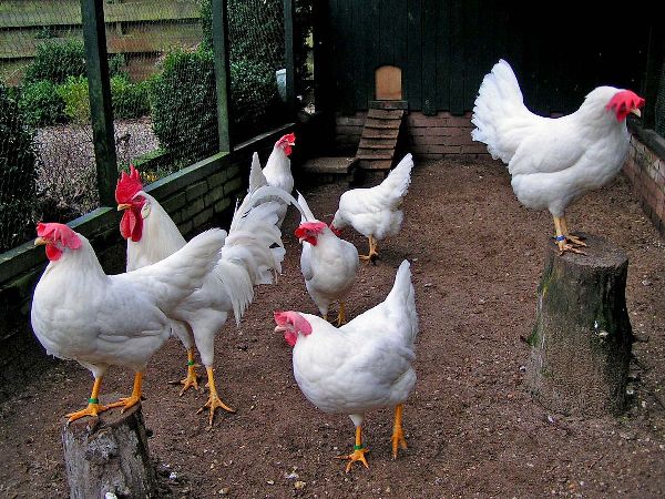 Egg production of Leghorn chickens