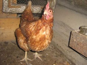 Egg production of the breed of chickens Loman Brown