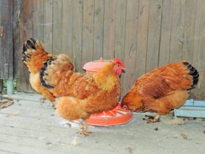 Egg production of the New Hampshire chicken breed