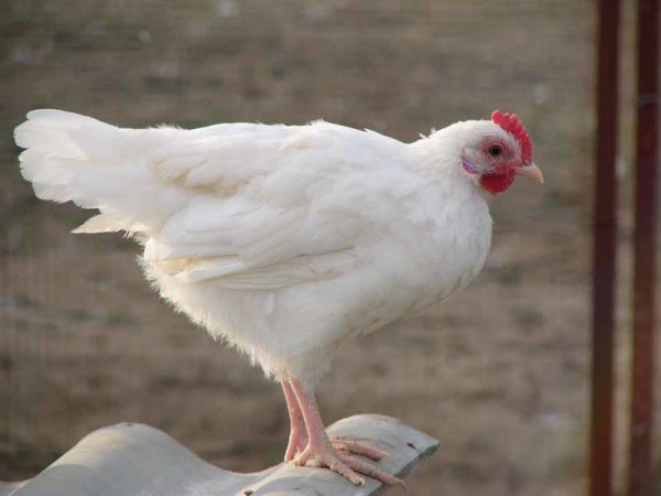 Egg production of the Russian white chicken breed