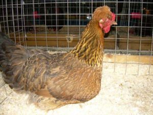 Egg production of the Russian crested chicken breed
