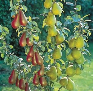 Why plant a pear
