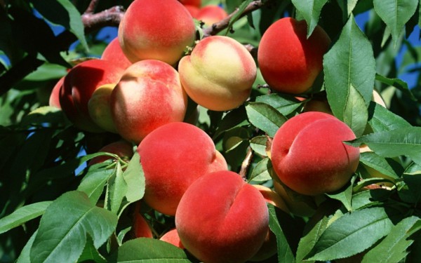 Protecting peaches from pests and diseases in spring