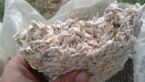 Oyster mushroom grain mycelium