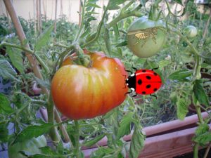 Biological methods of controlling whitefly on tomatoes in a greenhouse