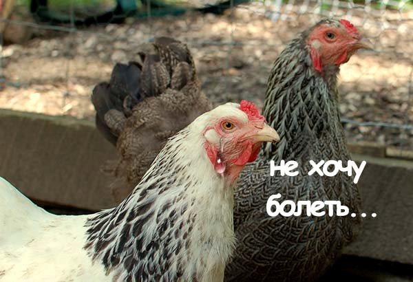 Brama chicken diseases and their prevention
