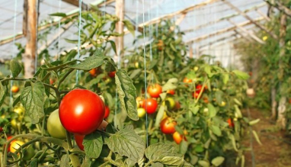 How to fertilize tomatoes during fruiting in a greenhouse