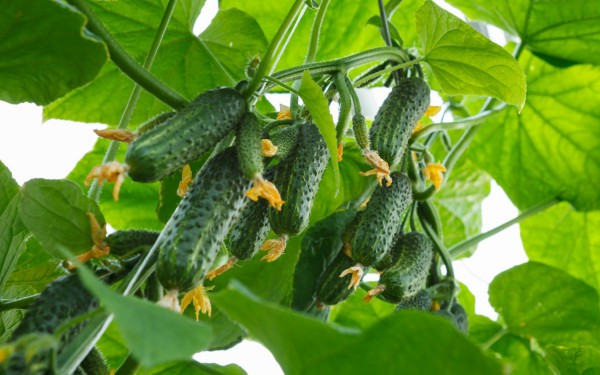 What is picking cucumbers